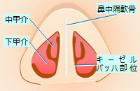 鼻の構造