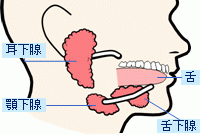 図：唾液腺