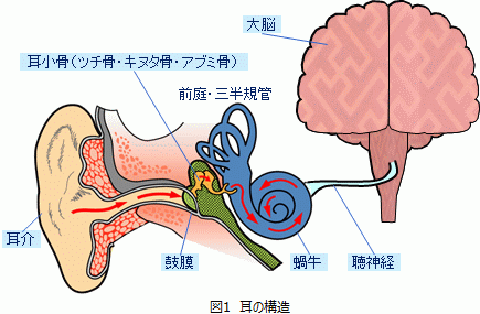 図1 耳の構造