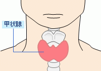 図：甲状腺