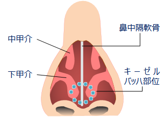 鼻の構造